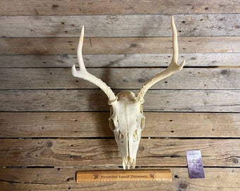 Medium Set of White Craft Quality Mule Deer Antlers on Partial Skull - Lot No. 230730-F