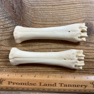 Goat Cannon Bones - Pair of Bones - Real Bones - Lot No. 220901-V