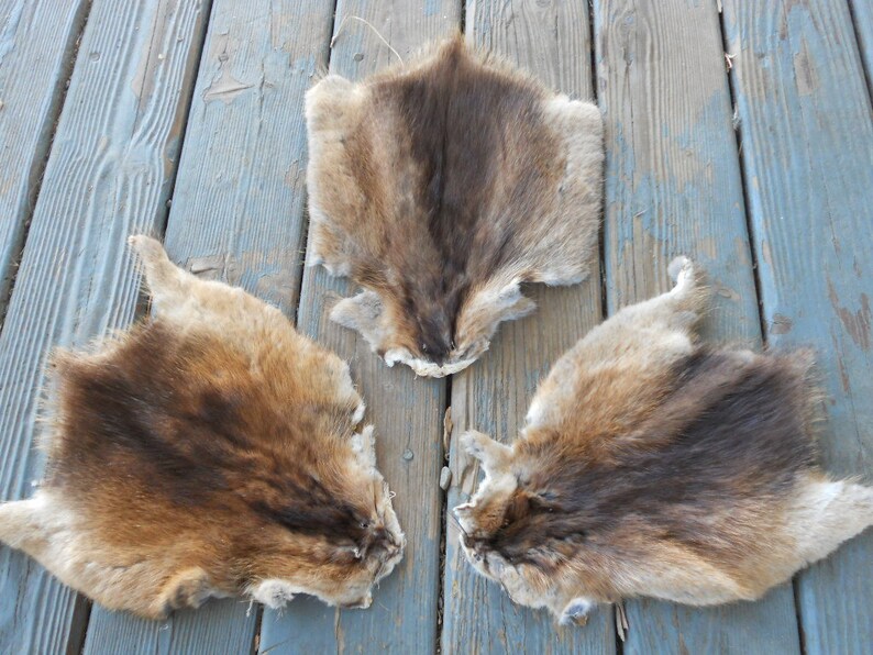 Muskrat Fur Pelt One Full Skin Etsy