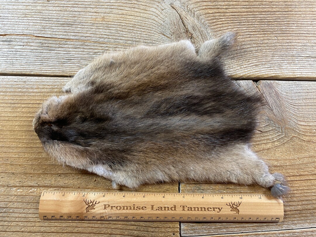 Muskrat Fur Pelt One Average Full Skin Lot No. 210422XXX Etsy