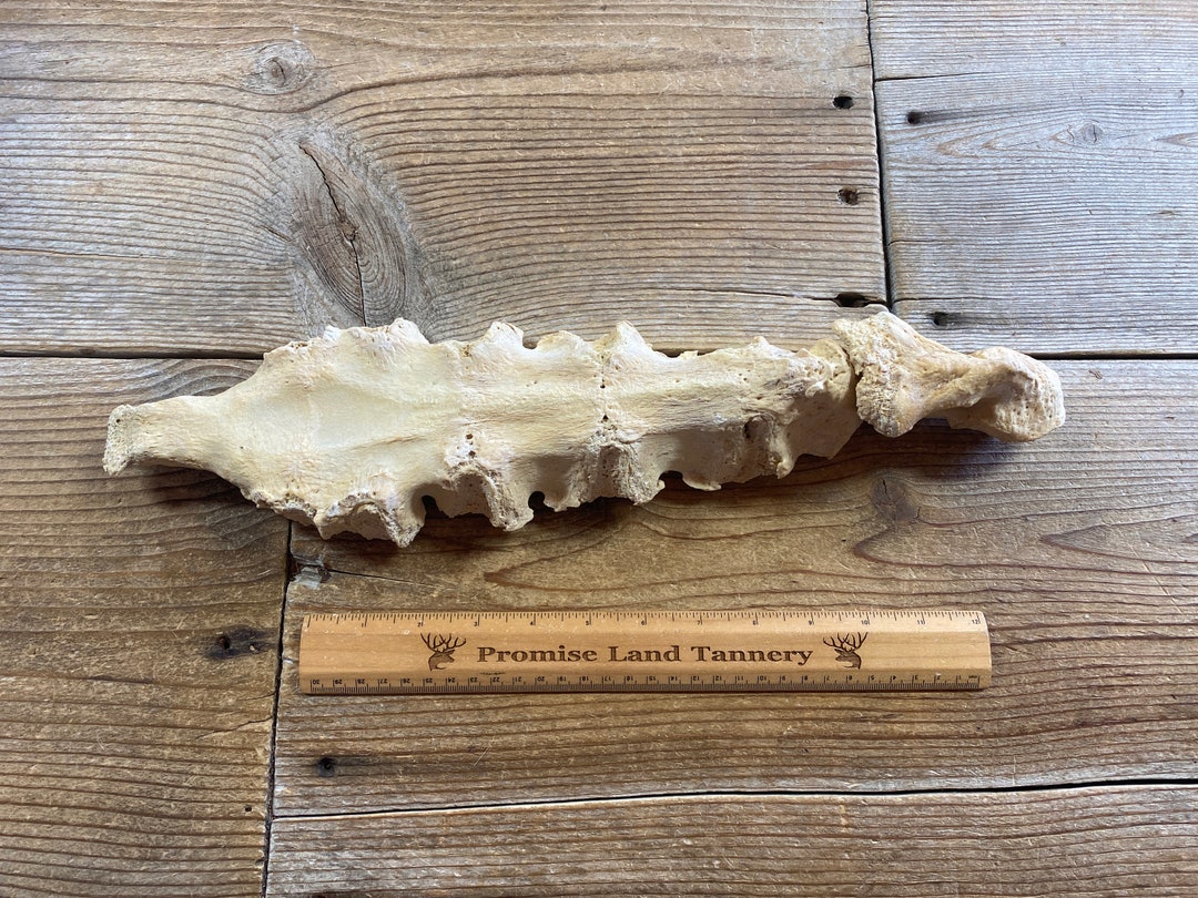Cow Sternum Bones Real Bones Lot No. 230302CC Etsy