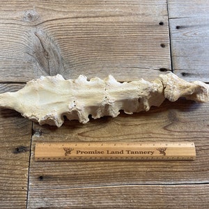 Cow Sternum Bones - Real Bones - Lot No. 230302-CC