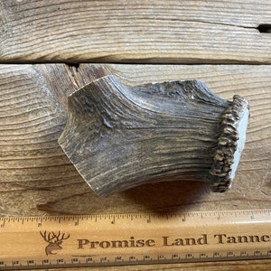 May include: A large, brown antler with a rough, textured surface. The antler is about 6 inches long and has a diameter of about 2 inches. The antler is on a wooden surface with a ruler that says "Promise Land Tannery".