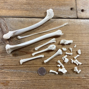 May include: An assortment of small, off-white animal bones of various sizes and shapes, including long, curved bones and smaller, more intricate pieces. A coin is included for size reference. The bones are arranged on a rustic, wooden surface.
