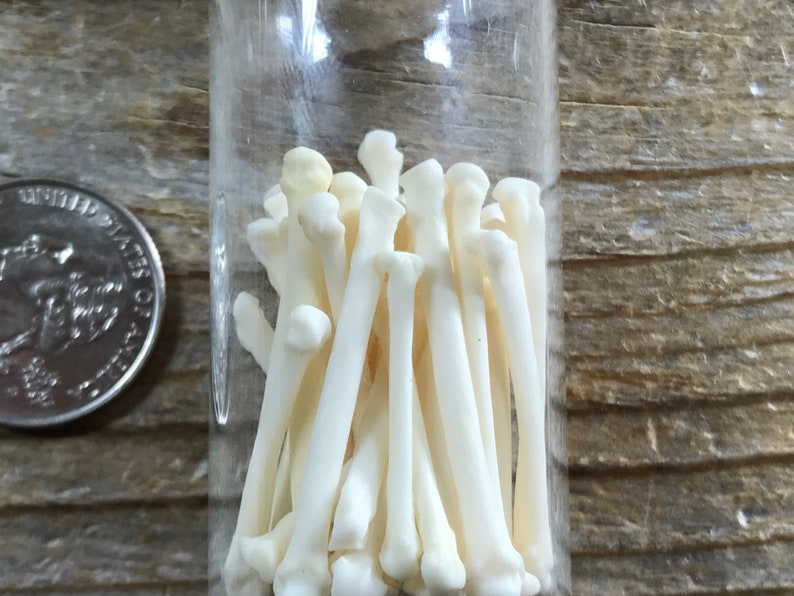 Corked Vial Filled with Marten Large Toe Bones 191103-PPP Lot No