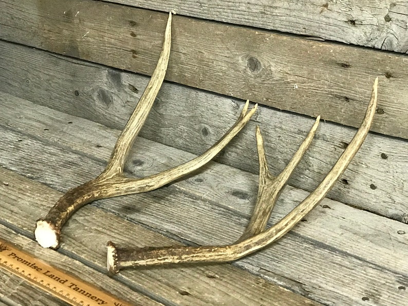 190321-C Medium Matched Pair of Mule Deer Antlers Lot No