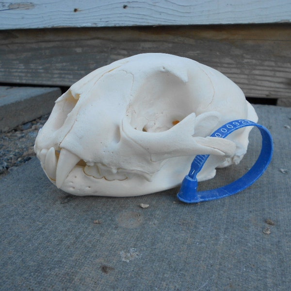 Mountain Lion - Cougar Skull- Puma concolor- Museum Qualityr Quality Lot No. 922B
