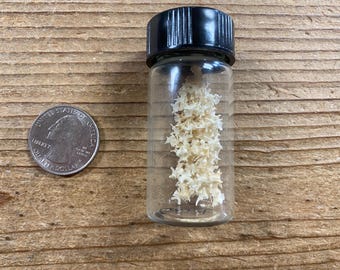 May include: A small glass vial with a black cap, filled with a cluster of off-white, bone-like objects. A U.S. quarter coin is next to the vial for size comparison. The items rest on a wooden surface.