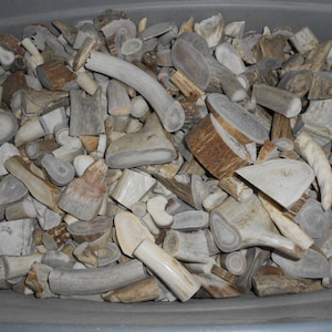 May include: A bin filled with a variety of cut antler pieces. The pieces vary in size and shape, with a mix of light brown, tan, and off-white colors. Some pieces have a circular cross-section, while others are more elongated.