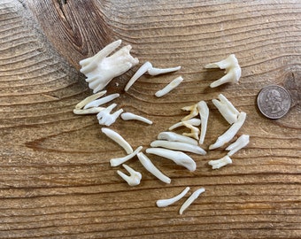 Assorted Animal Teeth  - Real Animal Teeth - Lot No. 211012-OOO