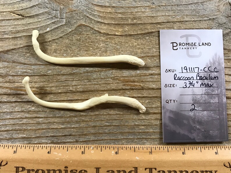 191117-CCC Lot No Raccoon Bacula Bone Real Bones Pathological Baculum