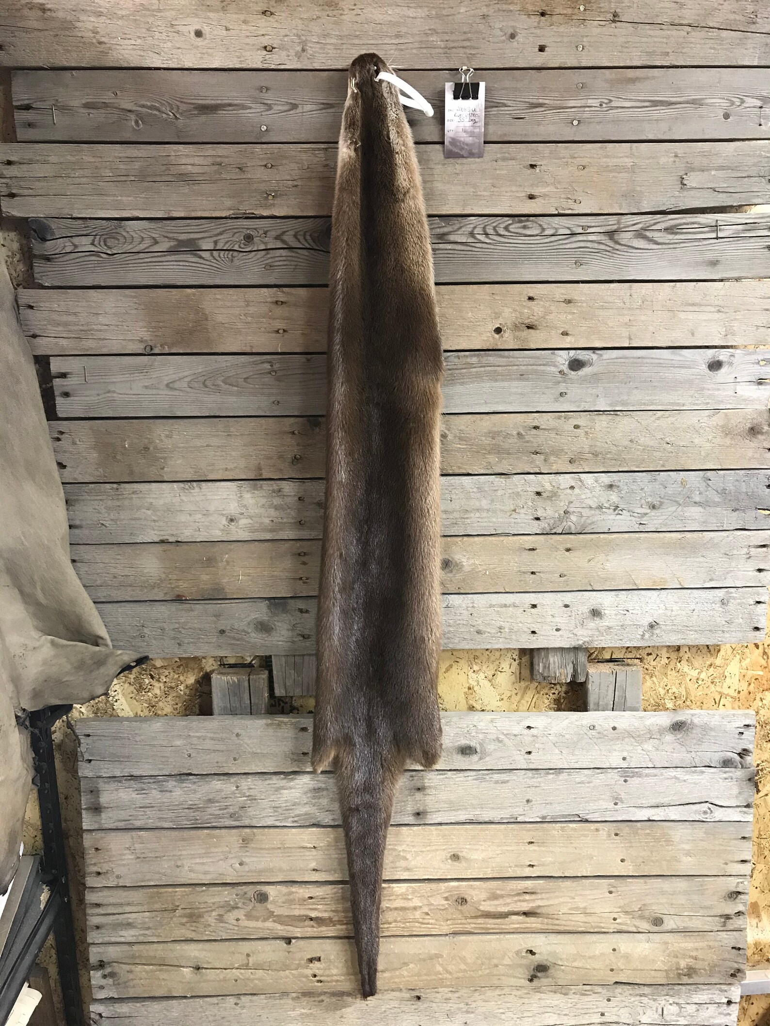 River Otter Fur Pelt Soft Garment Tanned Hide as Shown | Etsy