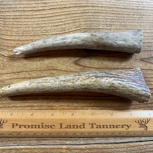 Lot of 2 Medium Moose Antler Points - Natural Moose Antlers - Lot No. 230420-B