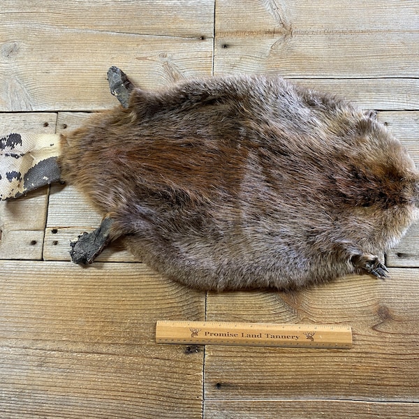 Beaver Pelt Etsy
