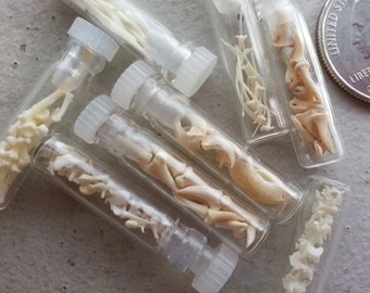 Micro Vials of Real Teeth,  Bones, Claws and More - Your Choice