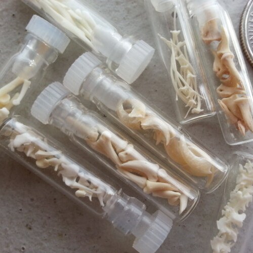 Micro Vials of Real Teeth,  Bones, Claws and More - Your Choice