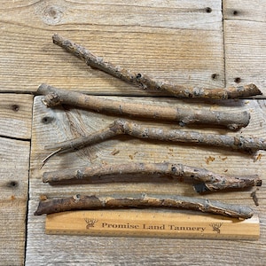 Hybrid Willow Limb Wood - Bag of 5 Pieces - Medium Diameter Twigs and Sticks - Lot No. 220130-LLL