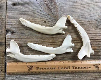 Coyote Lower Jaw Bones - Real Bones - Bag of 3 Pieces - Stock No. 1-186