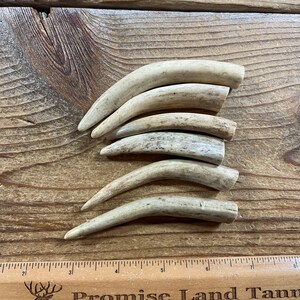 Deer Antler Points - Drilled Your Way - Lot No. 230126-R