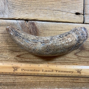 Craft Quality Bull Horn Cap - Steer Cow Horn - Lot No. 240411-CC