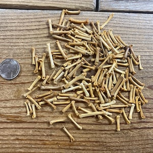 Jewelry Assortment of Medium and Large Domestic Rabbit Paw Bones - 140+ Real Bones - Lot No. 240630-XX