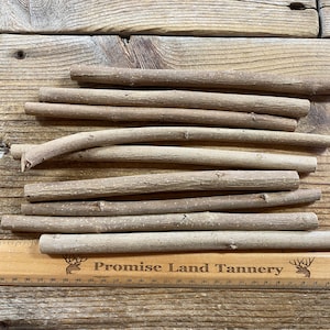 Hazelnut Limb Wood - Bag of 9 Pieces - Medium Diameter Twigs and Sticks - Lot No. 230126-QQQ