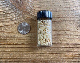Vial of Assorted Coyote Bones - Lot No. 220310-CCC