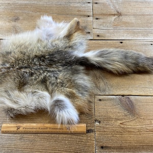 Coyote Hide Piece - Back Half - Lot No. 240530-UU