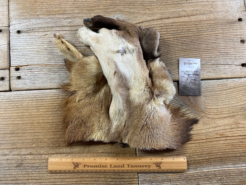Pronghorn Antelope Face Lot No. 211117-WW - Etsy