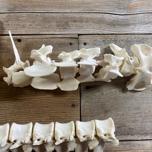Pig Vertebrae Bones - Full Spinal Set - Pathological - Lot No. 211107-III image 9