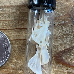 Micro Rodent Scapula Bones in a Glass Vial - Lot No. 230511-Y