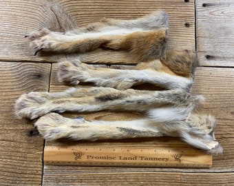Set of 4 Coyote Feet - Set of Paws - Lot No. 231228-QQQ