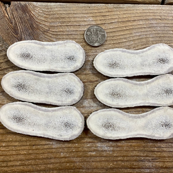 Lot of Elk Antler Slices - 6 Matching - Jumbo - Lot No. 230413-V
