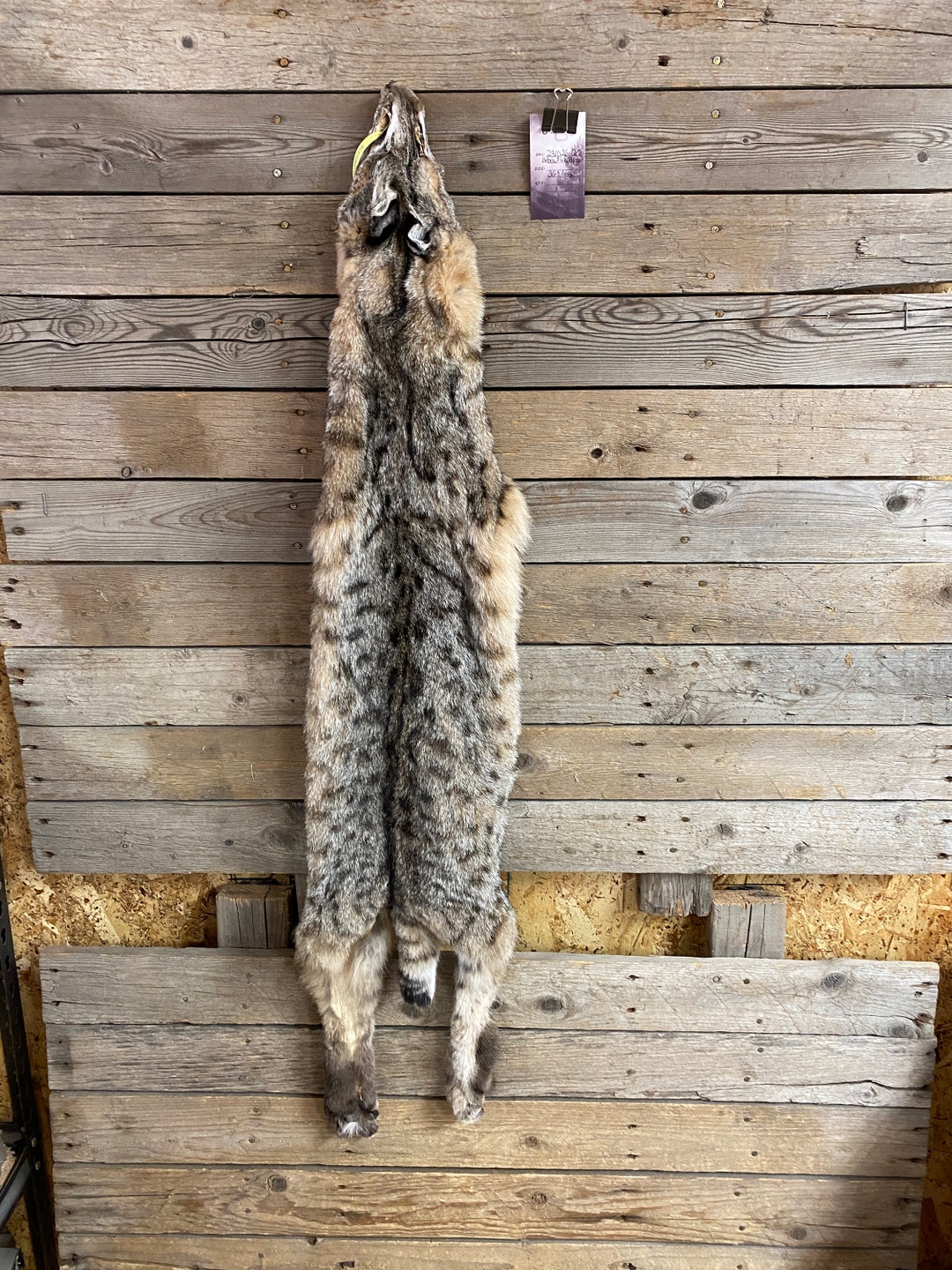 Bobcat Pelt Wall Hanger Quality Fur Soft Tanned Hide Lot - Etsy