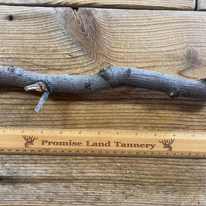 Crab Apple Limb Wood - Medium Diameter - Lot No. 230126-BBB