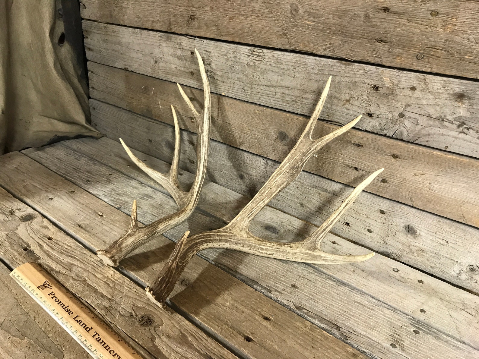Medium Matched Pair of Mule Deer Antlers Lot No. 210207G Etsy