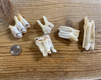 Large Mammal Molars - Real Animal Teeth - 5 Teeth - Lot No. 220429-JJJ