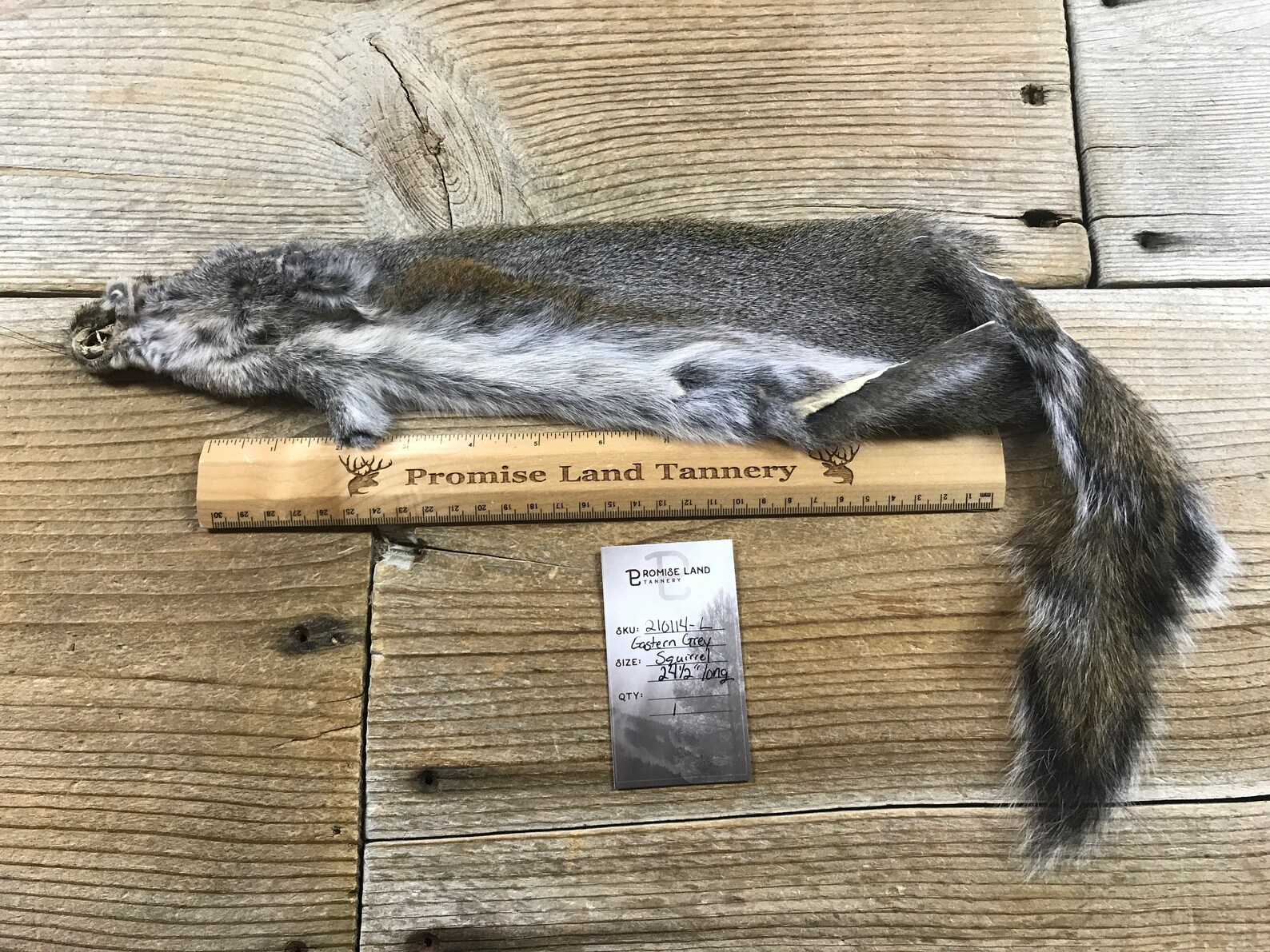 Eastern Grey Squirrel Fur Pelt One Full Skin Lot No. Etsy