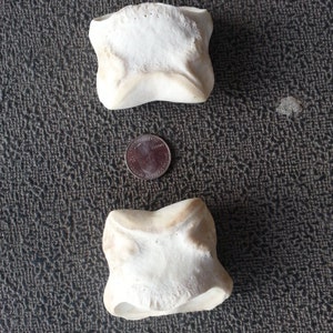 One Horse Short Pastern Bone - Leg  Bone - Real Bone Stock No. HSPB