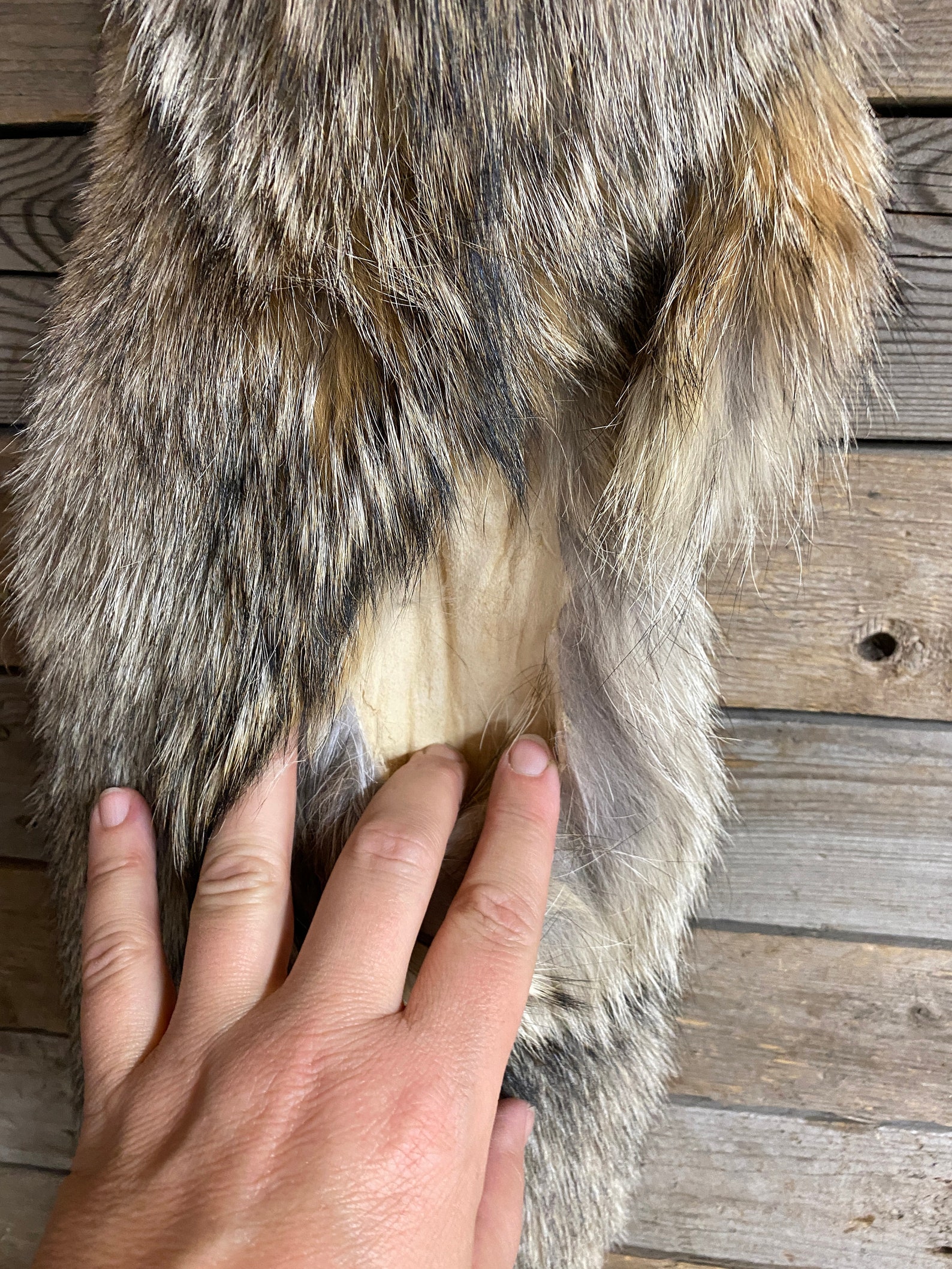 Coyote Pelt Craft Quality Soft Tanned Hide Lot No. Etsy