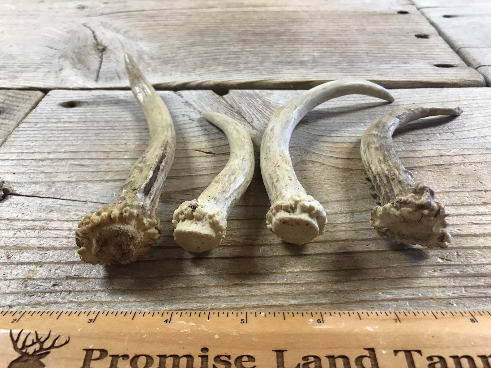 Extra Small Deer Antler Spike Shed Whitetail Deer 1 - Etsy