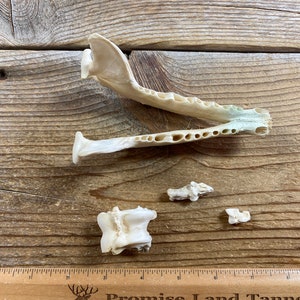 Assorted Pathological Bones - Real Bone - Lot No. 220526-AAA