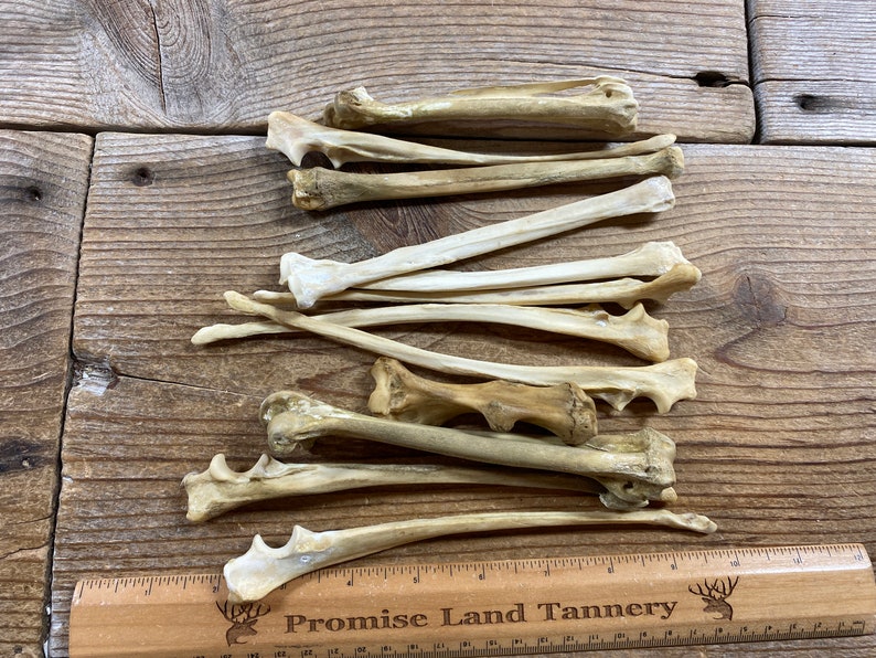Jewelry Assortment of Small Mammal Leg Bones - Real Bones - Lot No ...