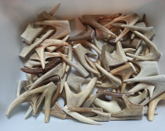 Forked Drilled Antler Tips or Points for Pendants Etc - 1 Piece - Pick Your Size