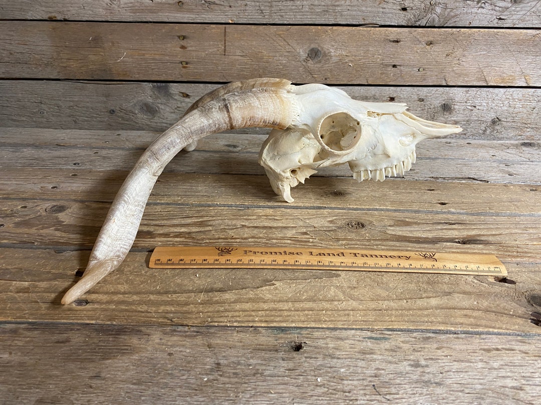 Domestic Goat Skull Classic Quality Horned Goat Skull Etsy