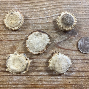 Deer Antler Burrs - Cut Flat- Drilling Options Available - Lot No. 230611-FF