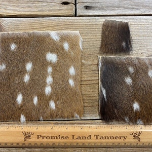 Axis Deer Hair on Hide Piece - Choice of Size - Stock No. FUR-29