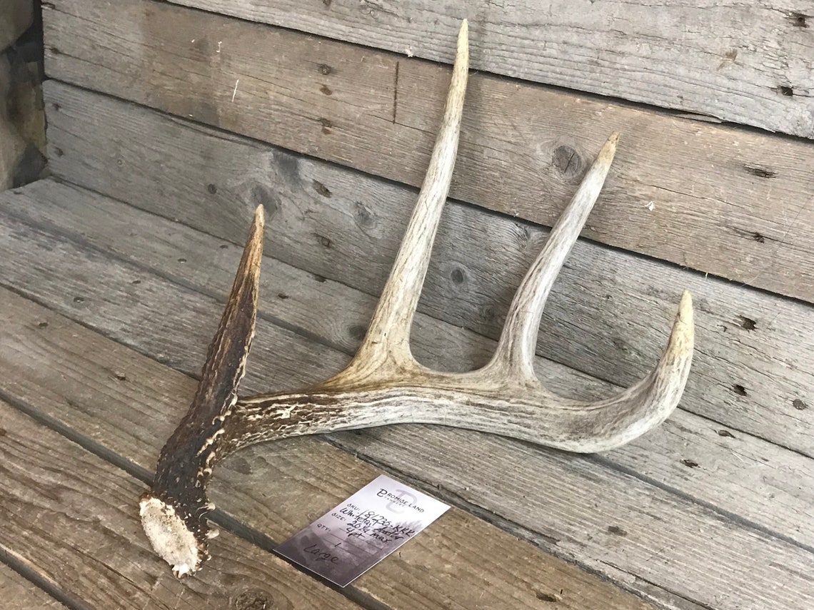 Single Whitetail Deer Shed Antler 4 Point Lot No. Etsy