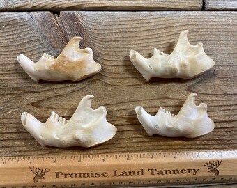 Jewelry Assortment of Beaver Jaw Bones - Real Bones - Lot No. 220526-OOO