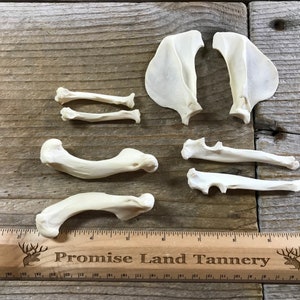 May include: An assortment of cleaned, off-white animal bones, including shoulder blades, ribs, and other skeletal components, are arranged on a weathered wooden surface. A wooden ruler with the text "Promise Land Tannery" is visible.